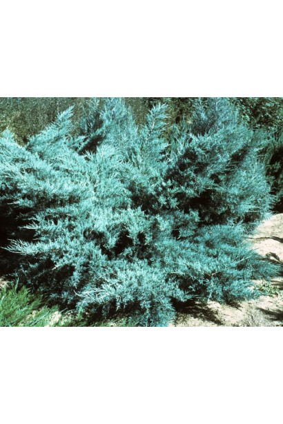 Ялівець середній Пфітцеріана Глаука - хвоя голчаста від сріблясто-сірих до сріблясто-зелених відтінків