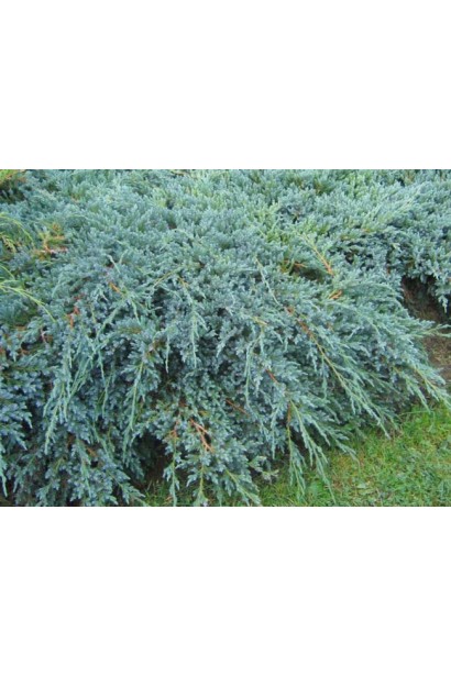 Ялівець середній Пфітцеріана Глаука