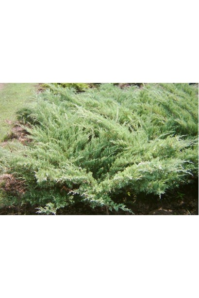  Juniperus media Pfitzeriana Glauca
