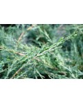Можжевельник средний Пфитцериана Глаука | Ялівець середній Пфітцеріана Глаука | Juniperus media Pfitzeriana Glauca