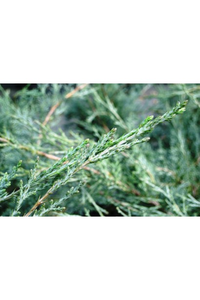 Ялівець середній Пфітцеріана Глаука хвоя