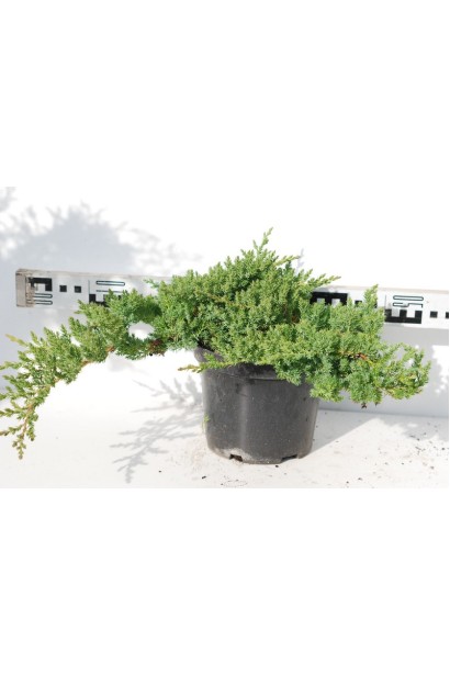 Можжевельник лежачий Нана в контейнере 5 л