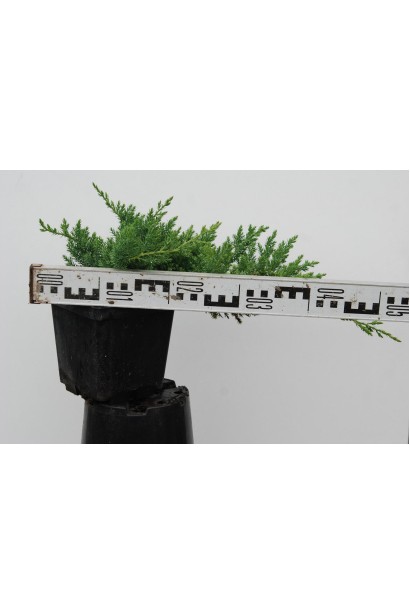 Можжевельник лежачий Нана контейнер Р9