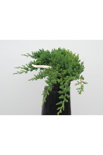 Можжевельник низкорослый Нана