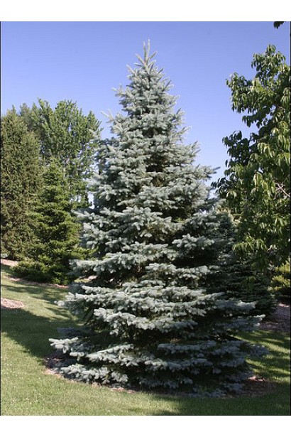 Ель колючая Edith