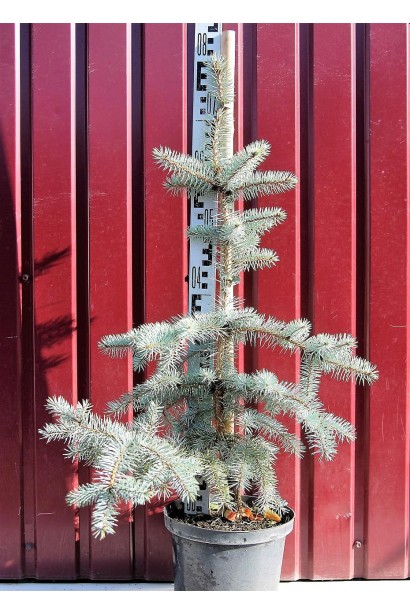 Ель колючая Эдит контейнер 5 л 60-80 см