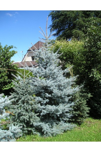 Picea pungens Edith