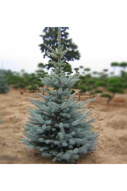 Ель колючая Эдит