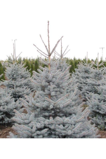 Ель Эдит с конической формой кроны