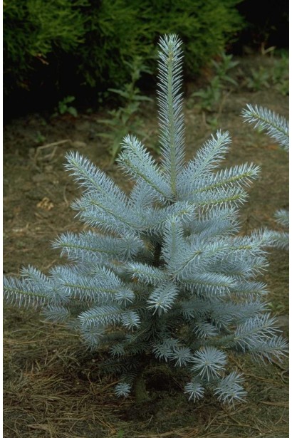 Ель голубая Эдит