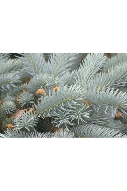 Голубая хвоя ели Эдит