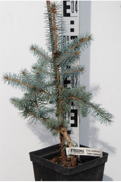 Ель колючая Эдит в горшке 3 л