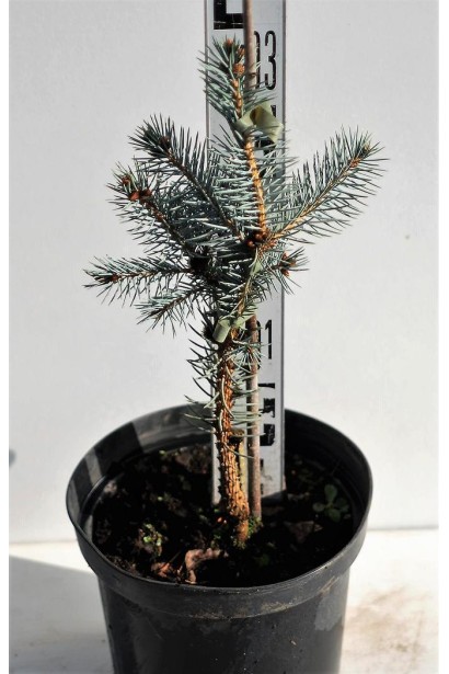 Ель колючая Эдит в горшке 3 л