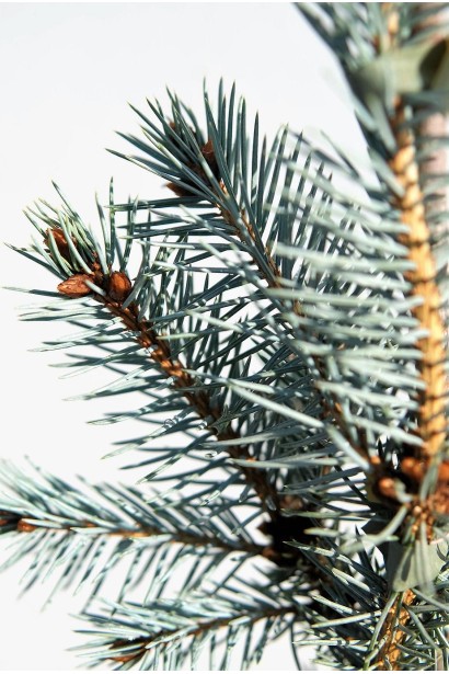 Ель колючая Эдит короткая голубая хвоя с серебристым оттенком