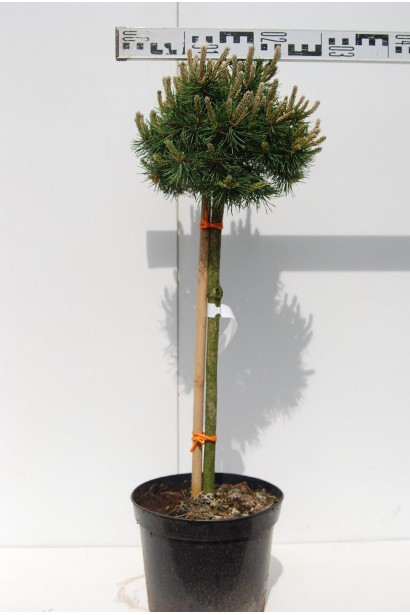 Сосна горная Бенжамин описание