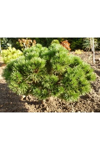 Низькоросла сосна Літомісл з щільною формою.