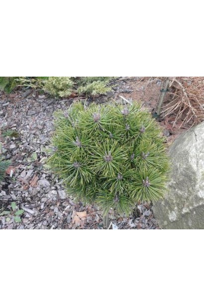 Літомісл – компактна сосна для невеликого саду.