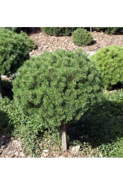 Сосна Літомісл – компактна хвойна рослина.