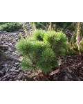 Сосна гірська Літомісл | Pinus mugo Litomysl | Сосна горная Литомисл