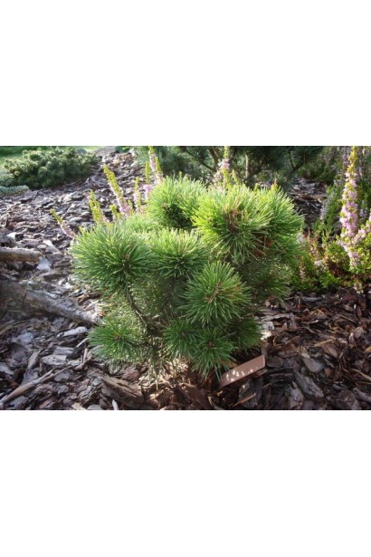 Літомісл – карликова сосна з щільною хвоєю.