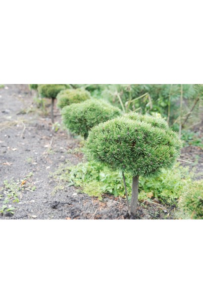 Сосна Літомісл – декоративна хвойна рослина.