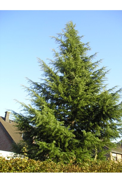 Кедр гімалайський