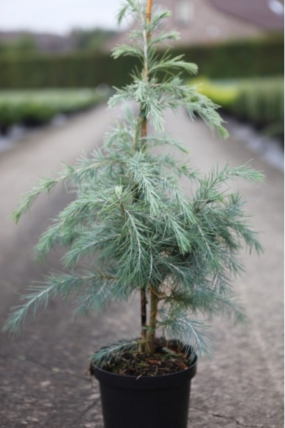 Кедр гімалайський в горщику