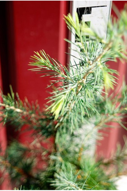 Кедр гімалайський хвоя