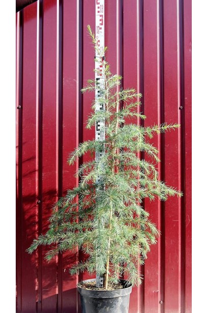 Cedrus deodara