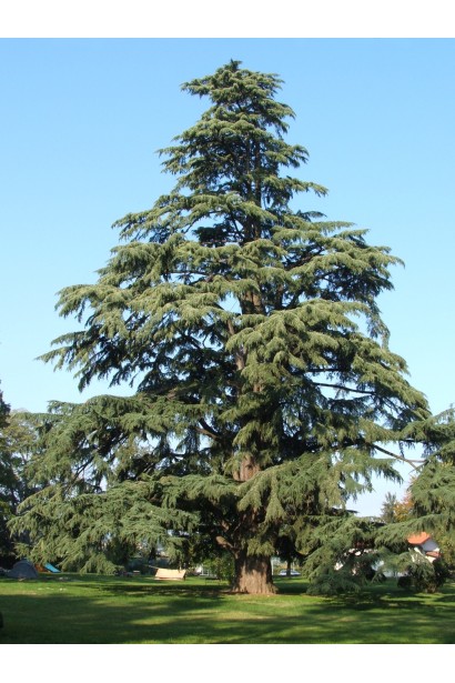 Кедр гімалайський дерево з горизонтально розташованими гілками