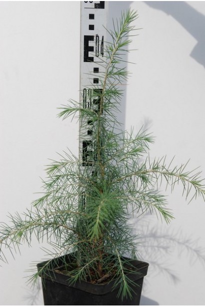 Кедр гімалайський в контейнері 0,5 л