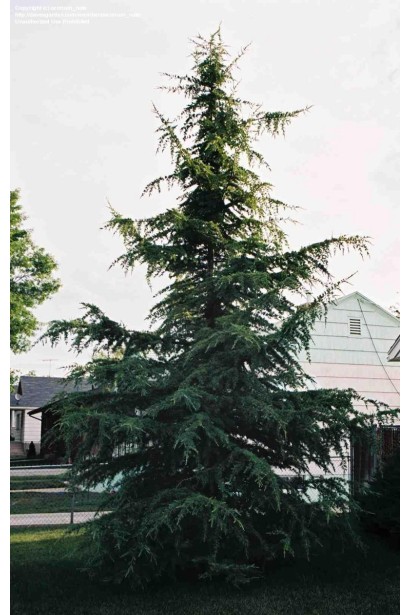 Кедр гімалайський в ландшафті