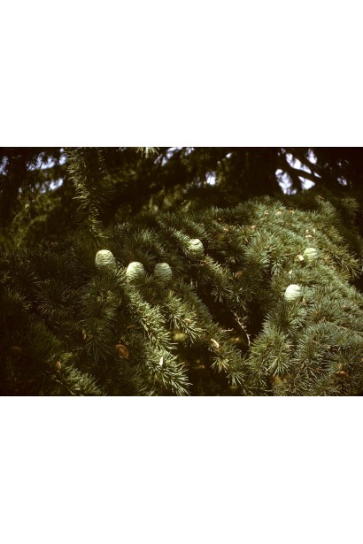 Молоді шишки Кедра гімалайського блакитні з сизим гальотом