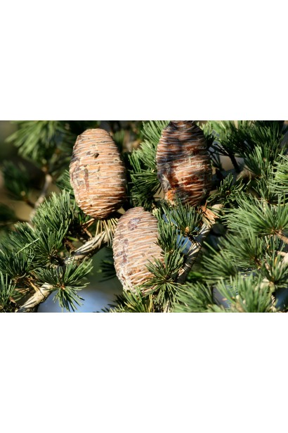 Кедр гімалайський дозрілі червоно-коричневі шишки