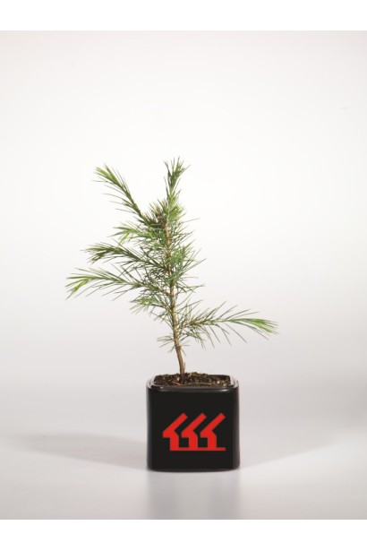 Кедр гімалайський саджанець Р9 / 0,5л