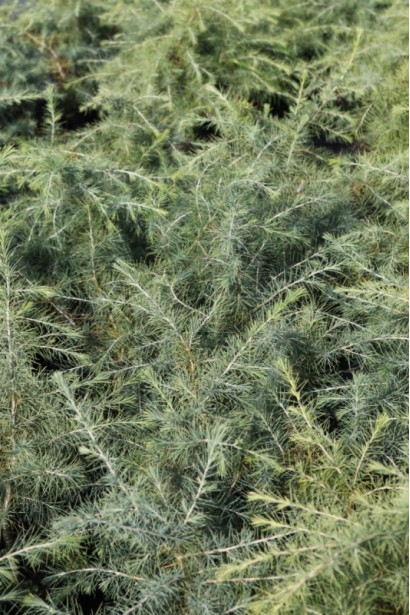 Кедр гімалайський м’яка блакитно-зелена хвоя