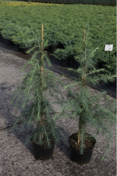 Кедр гімалайський саджанці в контейнері 3 л