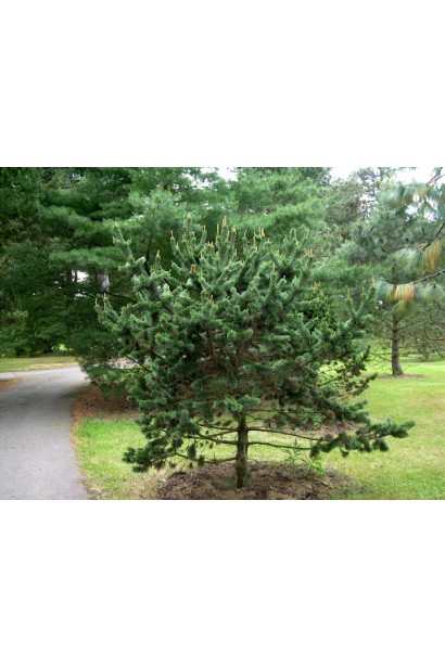 Сосна остиста з щільною кроною.