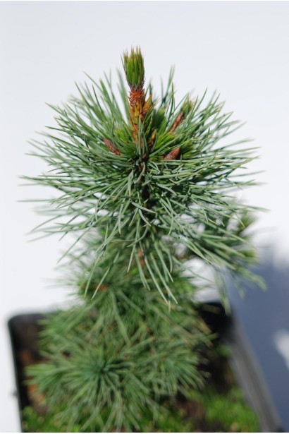 Pinus aristata