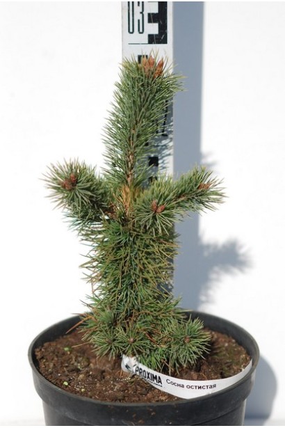 Сосна остиста молодий саджанець
