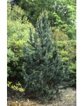 Сосна остистая | Pinus aristata | Сосна остиста