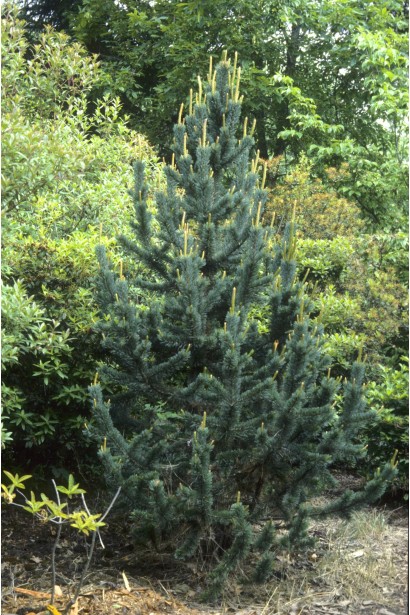 Pinus aristata — декоративна сосна для садів.