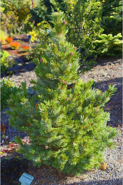 Декоративне дерево для садів і парків