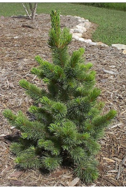 Сосна остиста з густою хвоєю.