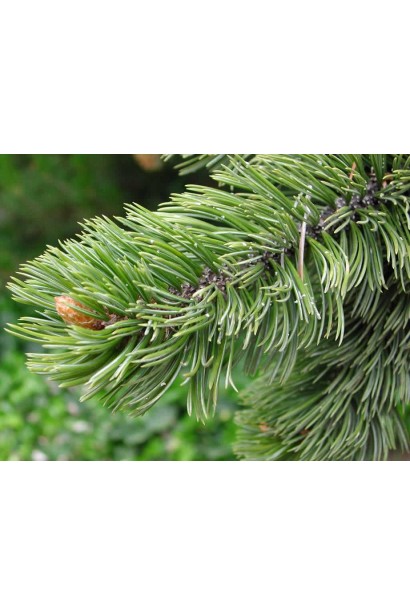 Pinus aristata із хвоєю сріблястого відтінку.