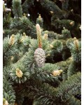 Сосна остистая | Pinus aristata | Сосна остиста