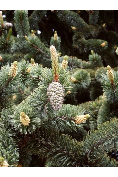 Шишки сосни остистої