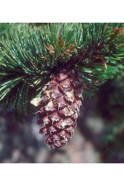 Сосна остиста шишка