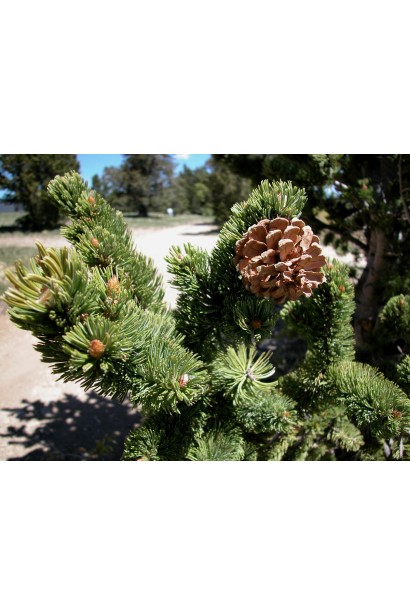 Сосна з оригінальними гострими хвоїнками