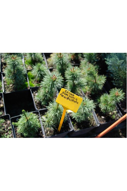 Сосна остиста